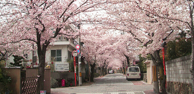 桜の径
