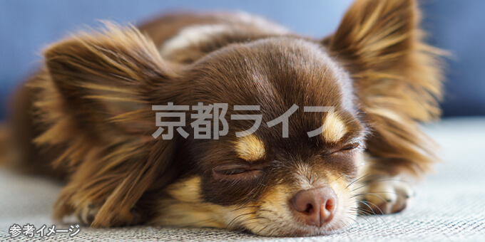 ペットと快適に暮らせる