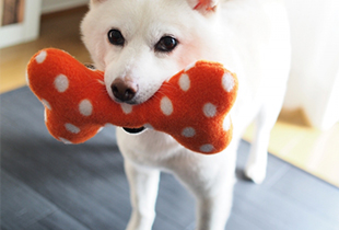 犬だけで過ごす習慣をつけさせる