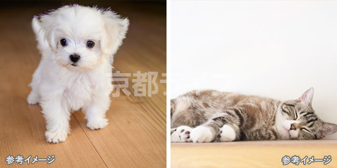 1階のお部屋限定！ペット飼育相談可能