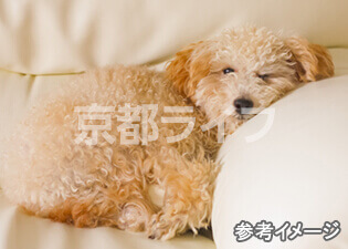 ペット可