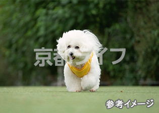 ペット飼育可能