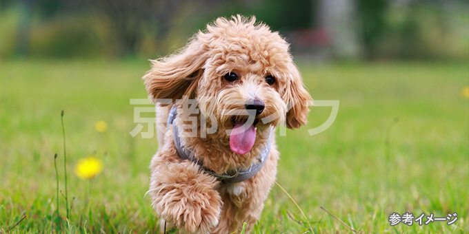 ペットと叶える、ワンランク上の一人暮らし