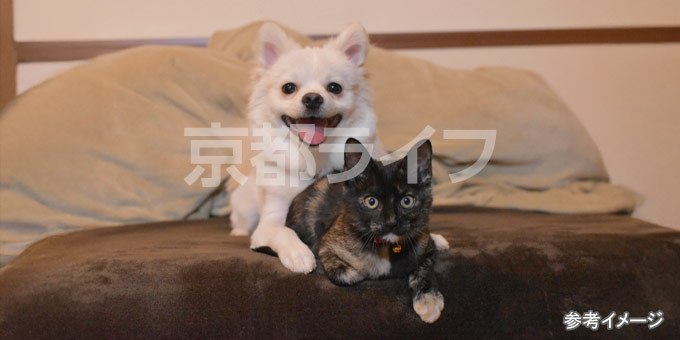 小型犬・猫の飼育相談可能!