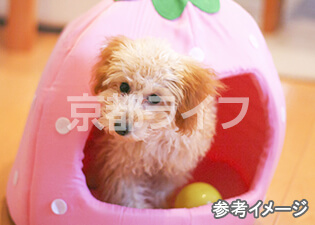 ペット可