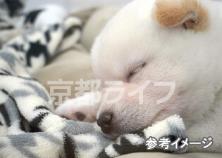 小型犬可