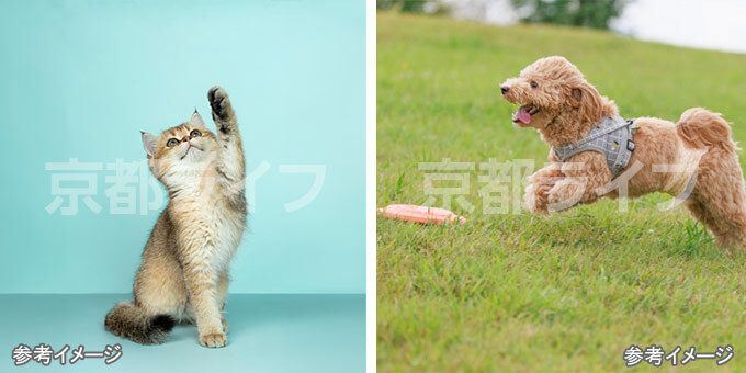 ペットと暮らせる新築シャーメゾン
