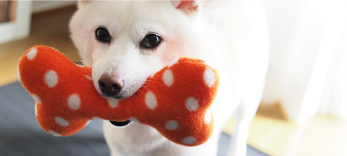 犬だけで過ごす習慣をつけさせる